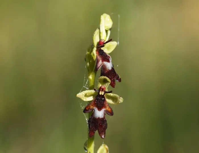 Framed Print : Fly Orchid (Ophrys insectifera), Isar river flood plains, Upper Bavaria, Bavaria, Germany, Europe Framed Print : Fly Orchid (Ophrys insectifera), Isar river flood plains, Upper Bavaria, Bavaria, Germany, Europe