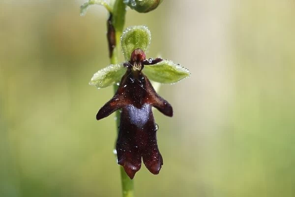 Fly Orchid (Ophrys insectifera), Isar river flood plains, Upper Bavaria, Bavaria, Germany, Europe