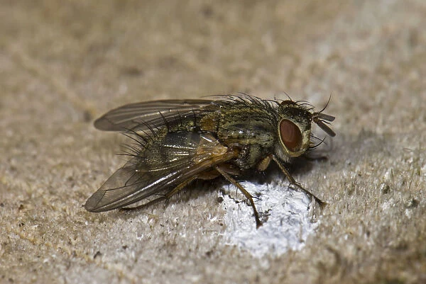 Fly (Phaonia spec. ) on wood, Germany, Europe