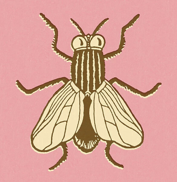 Fly on Pink Background