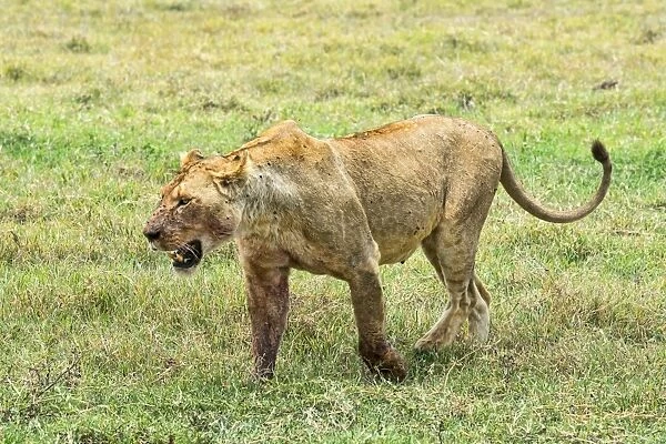 Fly-ridden Lioness -Panthera leo-, Ngorongoro Crater, Tanzania