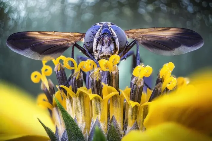 Framed Print : Fly on yellow flower with wings spread Framed Print : Fly on yellow flower with wings spread