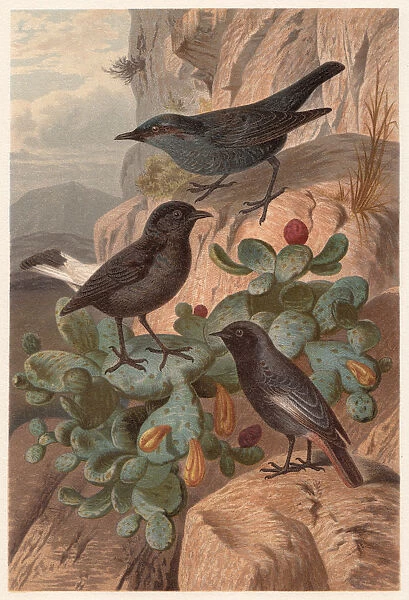 Flycatchers (Muscicapidae), published in 1882