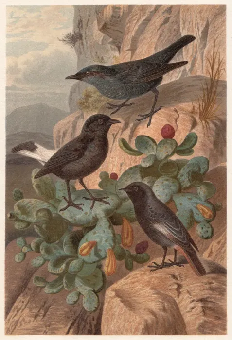 Framed Print : Flycatchers (Muscicapidae), published in 1882 Framed Print : Flycatchers (Muscicapidae), published in 1882