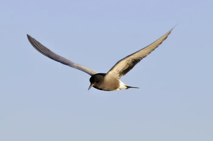 Framed Print : Flying Black tern -Chlidonias niger-, Gelderland, The Netherlands Framed Print : Flying Black tern -Chlidonias niger-, Gelderland, The Netherlands