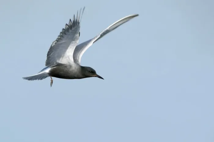 Framed Print : Flying Black tern -Chlidonias niger-, Gelderland, The Netherlands