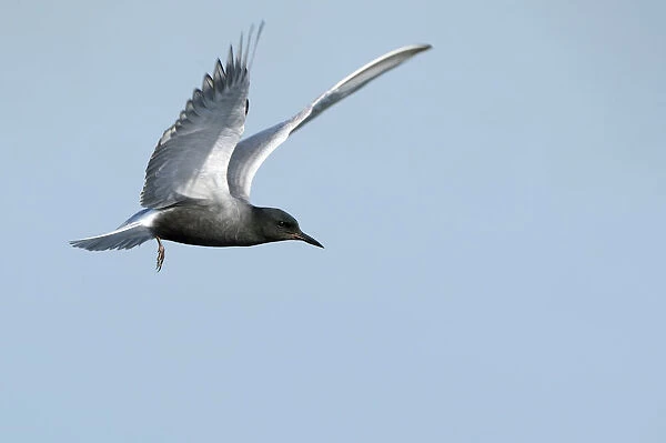 Flying Black tern -Chlidonias niger-, Gelderland, The Netherlands