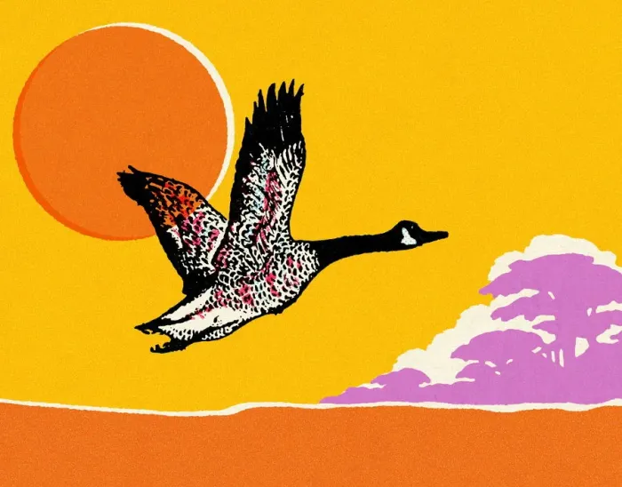 Framed Print : Flying Canadian Goose Framed Print : Flying Canadian Goose
