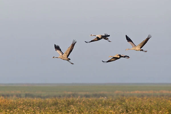Flying Cranes -Grus grus- in the morning, Mecklenburg-Vorpommern, Germany