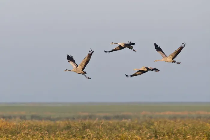 Framed Print : Flying Cranes -Grus grus- in the morning, Mecklenburg-Vorpommern, Germany Framed Print : Flying Cranes -Grus grus- in the morning, Mecklenburg-Vorpommern, Germany