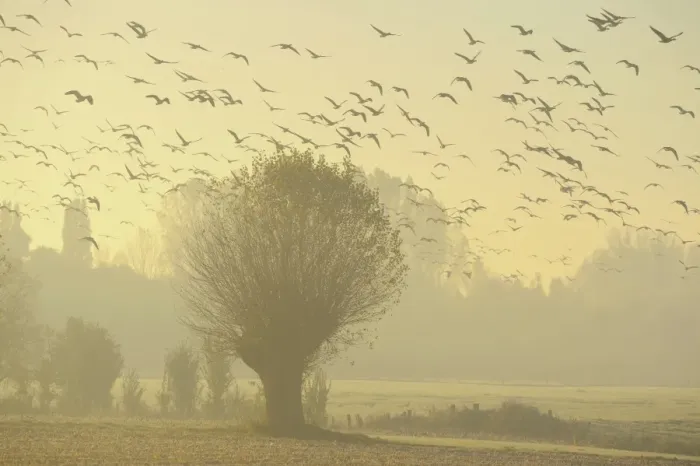 Framed Print : Flying geese swarm over trees in misty morning light, Xanten, Lower Rhine region, North Rhine-Westphalia, Germany Framed Print : Flying geese swarm over trees in misty morning light, Xanten, Lower Rhine region, North Rhine-Westphalia, Germany