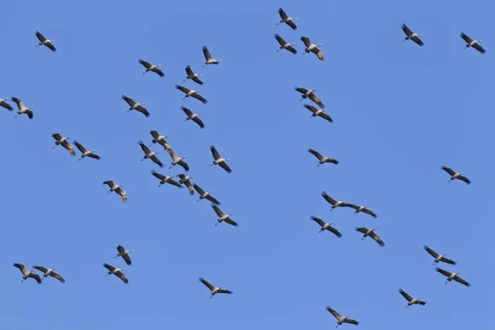 Framed Print : Flying gray cranes -Grus grus-, bird migration, Rugen-Bock region, Western Pomerania Lagoon Area National Park, Mecklenburg-Western Pomerania, Germany Framed Print : Flying gray cranes -Grus grus-, bird migration, Rugen-Bock region, Western Pomerania Lagoon Area National Park, Mecklenburg-Western Pomerania, Germany