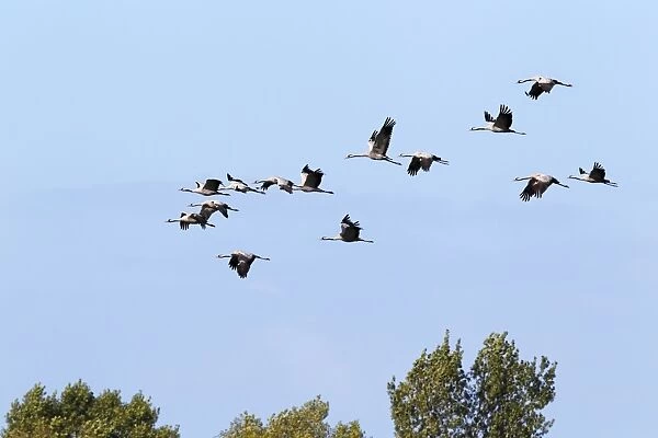 Flying gray cranes -Grus grus-, bird migration, Rugen-Bock region, Western Pomerania Lagoon Area National Park, Mecklenburg-Western Pomerania, Germany