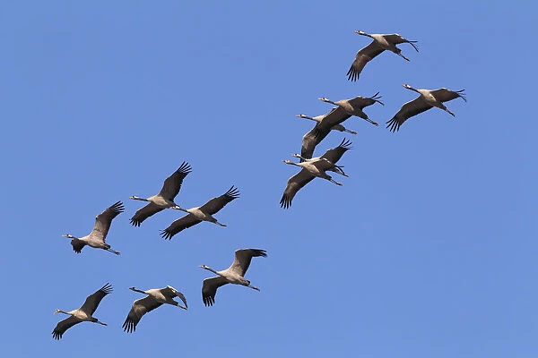 Flying gray cranes -Grus grus-, bird migration, Rugen-Bock region, Western Pomerania Lagoon Area National Park, Mecklenburg-Western Pomerania, Germany