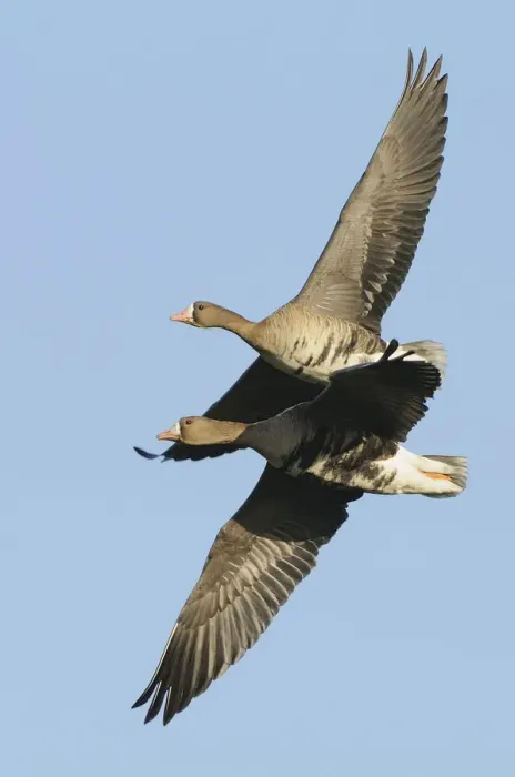 Framed Print : Two flying Greater white-fronted Geese -Anser albifrons-, Bislicher Insel, Wesel, Lower Rhine region, North Rhine-Westphalia, Germany Framed Print : Two flying Greater white-fronted Geese -Anser albifrons-, Bislicher Insel, Wesel, Lower Rhine region, North Rhine-Westphalia, Germany