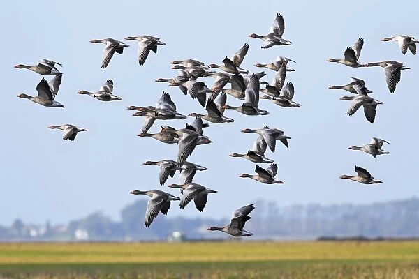 Flying greylag geese -Anser anser-, bird migration, fall migration, Mecklenburg-Western Pomerania, Germany