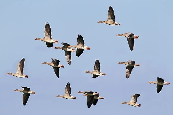 Flying greylag geese -Anser anser-, bird migration, fall migration, Western Pomerania Lagoon Area National Park, Mecklenburg-Western Pomerania, Germany
