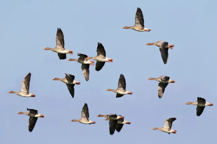 Framed Print : Flying greylag geese -Anser anser-, bird migration, fall migration, Western Pomerania Lagoon Area National Park, Mecklenburg-Western Pomerania, Germany