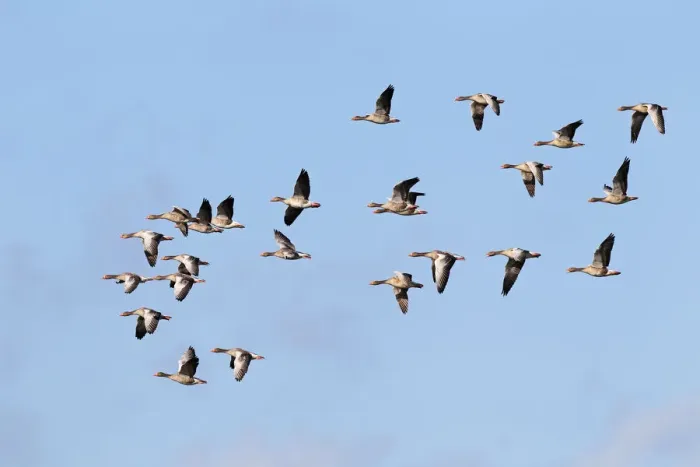 Framed Print : Flying greylag geese -Anser anser-, bird migration, fall migration, Western Pomerania Lagoon Area National Park, Mecklenburg-Western Pomerania, Germany
