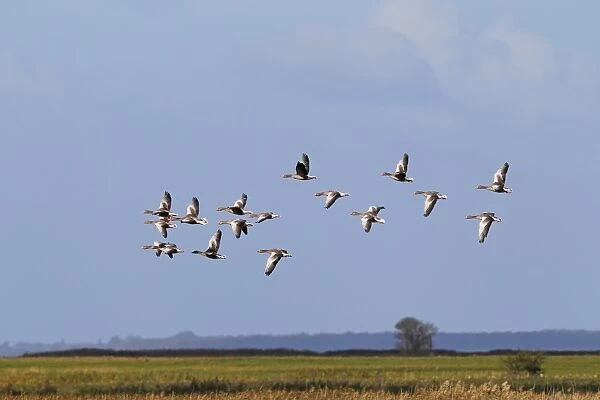 Flying greylag geese -Anser anser-, bird migration, fall migration, Mecklenburg-Western Pomerania, Germany