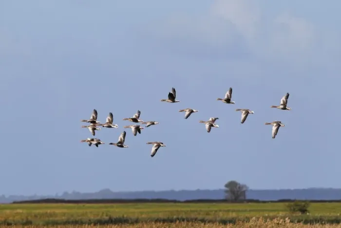 Framed Print : Flying greylag geese -Anser anser-, bird migration, fall migration, Mecklenburg-Western Pomerania, Germany Framed Print : Flying greylag geese -Anser anser-, bird migration, fall migration, Mecklenburg-Western Pomerania, Germany