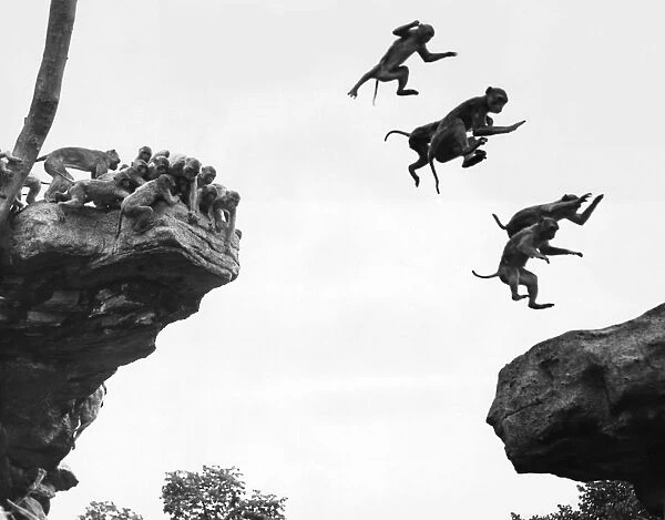 Flying Monkeys. 11th July 1952: Rhesus monkeys leaping from rock to rock, at London Zoo