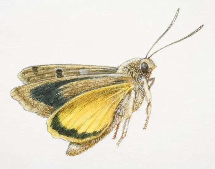 Framed Print : Flying moth Framed Print : Flying moth