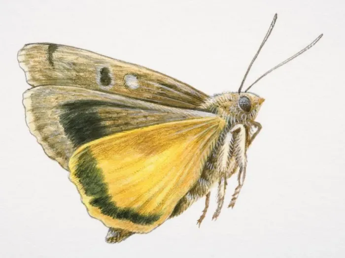 Framed Print : Flying moth Framed Print : Flying moth