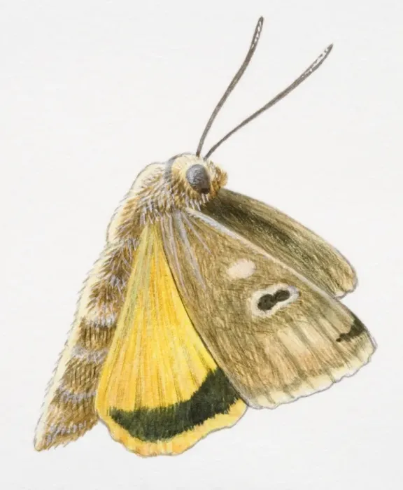 Framed Print : Flying moth Framed Print : Flying moth