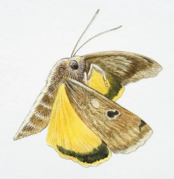 Framed Print : Flying moth