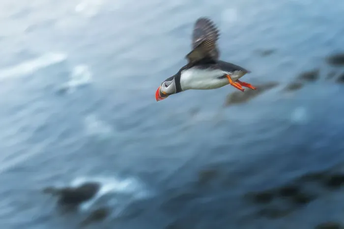 Framed Print : Flying Puffin at Latrabjarg, Iceland Framed Print : Flying Puffin at Latrabjarg, Iceland