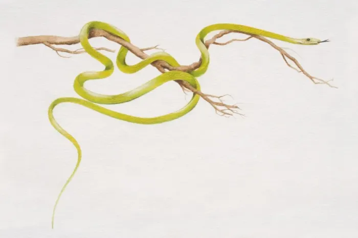 Framed Print : Flying Tree Snake (Chrysopelea pelias) slithering around a thin branch, side view Framed Print : Flying Tree Snake (Chrysopelea pelias) slithering around a thin branch, side view