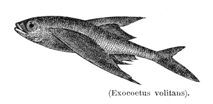 Framed Print : Flyingfish fish engraving 1897