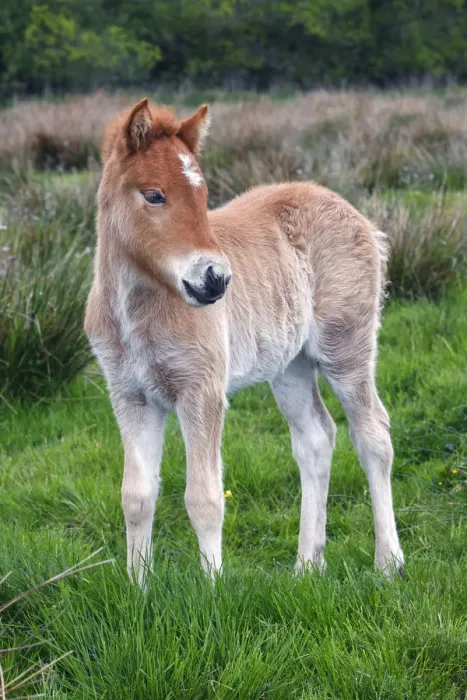Framed Print : Foal, Icelandic horse or pony -Equus przewalskii f. caballus- Framed Print : Foal, Icelandic horse or pony -Equus przewalskii f. caballus-
