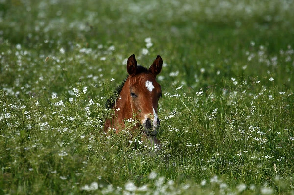 Foal on a pasture