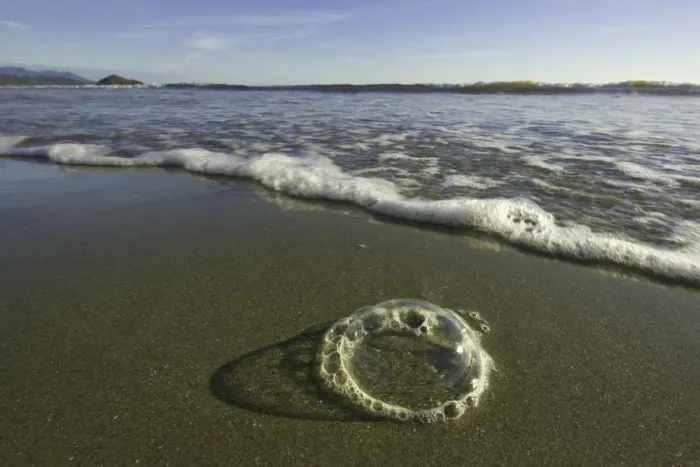 Framed Print : Foam bubbles on sandy beach, BC, Canada