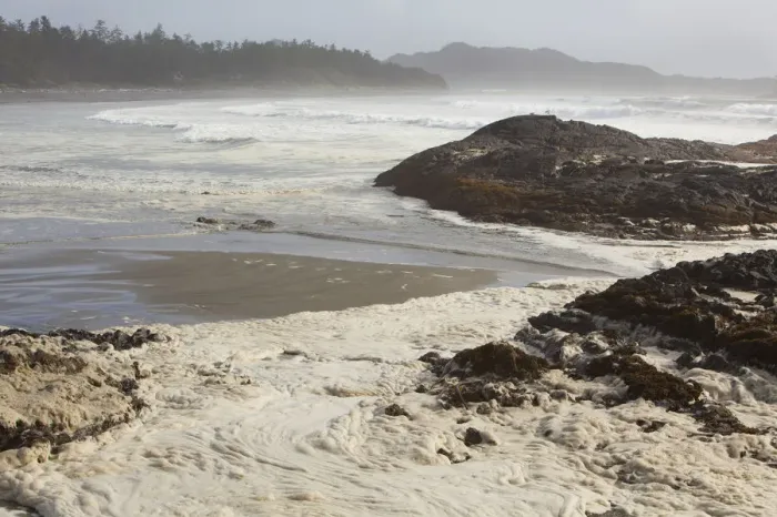 Framed Print : Foam Forms On The Surface Of The Water At Chestermans Beach Near Tofino