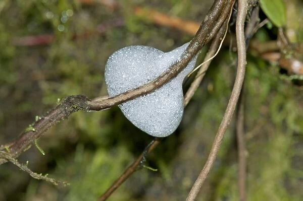 Foam nest of the spittlebug larvae -Aphrophoridae-, Tandayapa region, Andean cloud forest, Ecuador, South America