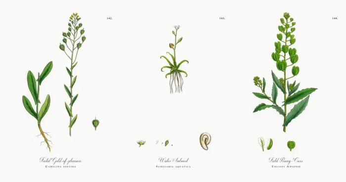 Framed Print : Foetid Gold-of-pleasure, Camelina foetida, Victorian Botanical Illustration, 1863 Framed Print : Foetid Gold-of-pleasure, Camelina foetida, Victorian Botanical Illustration, 1863