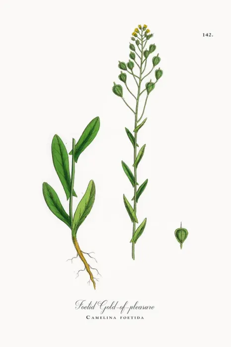 Framed Print : Foetid Gold-of-pleasure, Camelina foetida, Victorian Botanical Illustration, 1863
