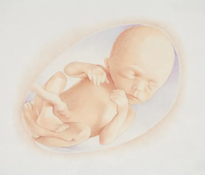 Framed Print : Foetus in the amniotic sac, front view Framed Print : Foetus in the amniotic sac, front view