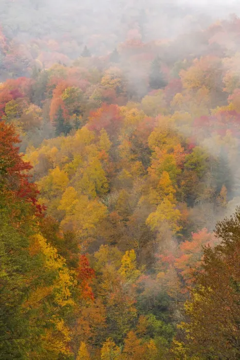 Framed Print : Fog over autumn colored forest, North Carolina, USA Framed Print : Fog over autumn colored forest, North Carolina, USA