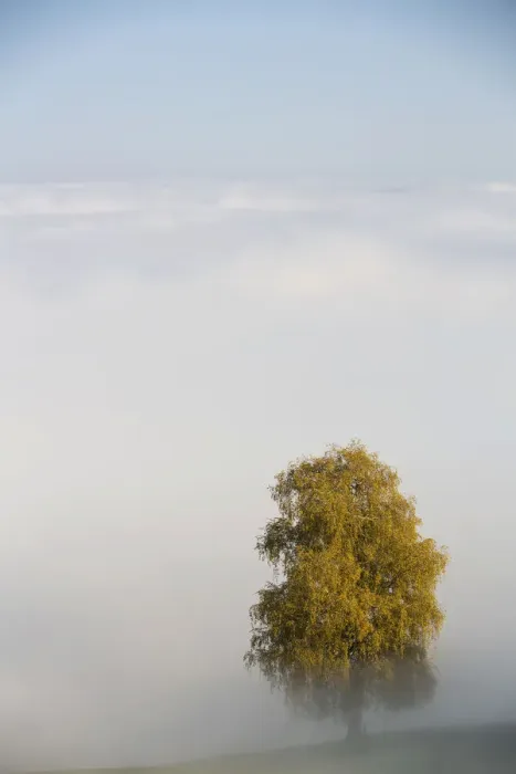 Framed Print : Fog with autumnal tree on at Rorschacherberg, Switzerland, Europe Framed Print : Fog with autumnal tree on at Rorschacherberg, Switzerland, Europe