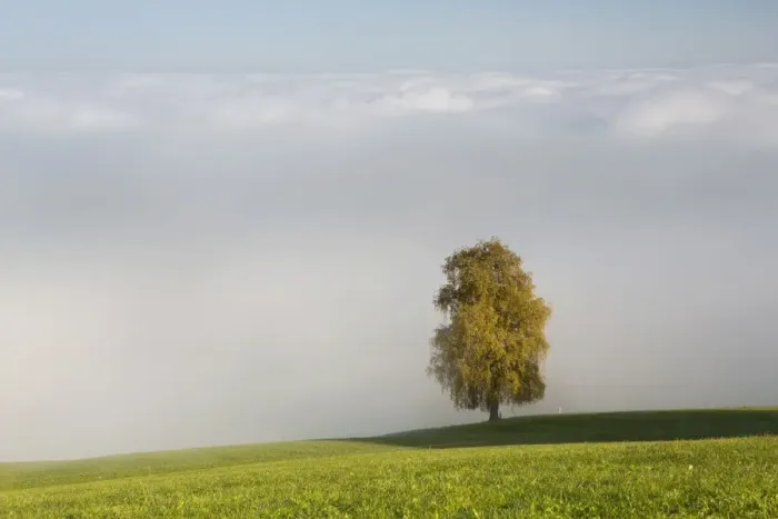 Framed Print : Fog with autumnal tree at Rorschacherberg, Lake Constance, Switzerland, Europe Framed Print : Fog with autumnal tree at Rorschacherberg, Lake Constance, Switzerland, Europe