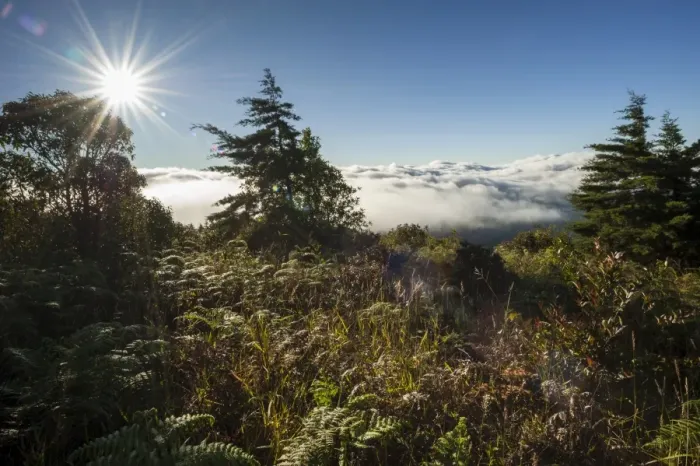 Framed Print : Fog, backlit, sun, Doi Inthanon National Park, Chiang Mai Province, Northern Thailand, Thailand, Asia Framed Print : Fog, backlit, sun, Doi Inthanon National Park, Chiang Mai Province, Northern Thailand, Thailand, Asia