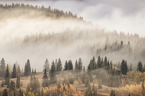 Fog covering mountain forest, San Juan National Forest, Colorado, USA