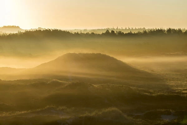 Fog over dunes and heathland at sunrise, Henne, Region of Southern Denmark, Denmark