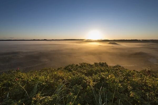 Fog over dunes and heathland at sunrise, Henne, Region of Southern Denmark, Denmark