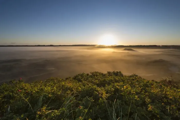 Framed Print : Fog over dunes and heathland at sunrise, Henne, Region of Southern Denmark, Denmark Framed Print : Fog over dunes and heathland at sunrise, Henne, Region of Southern Denmark, Denmark