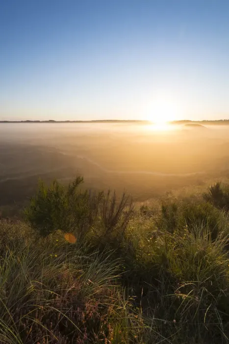 Framed Print : Fog over dunes and heathland at sunrise, Henne, Region of Southern Denmark, Denmark Framed Print : Fog over dunes and heathland at sunrise, Henne, Region of Southern Denmark, Denmark